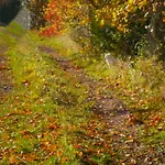 Bed & Breakfast Le Renard'or 3*
