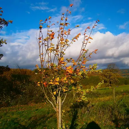 Le Renard'or Bed & Breakfast 3*