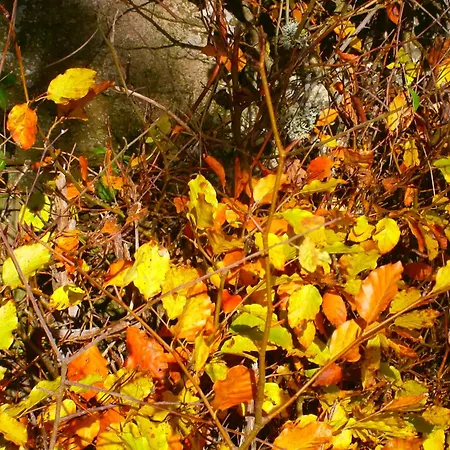 Le Renard'or Bed & Breakfast