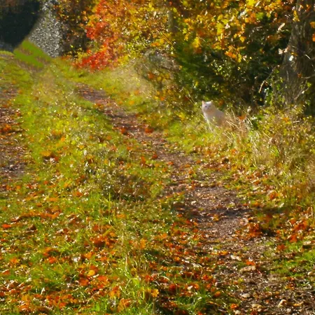 Bed & Breakfast Le Renard'or 3*