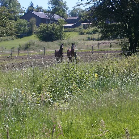 Le Renard'or *