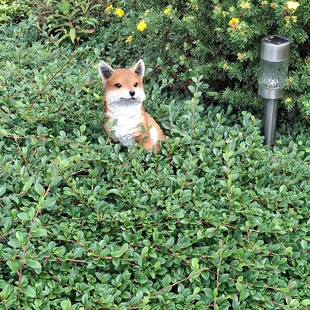 Le Renard'or *